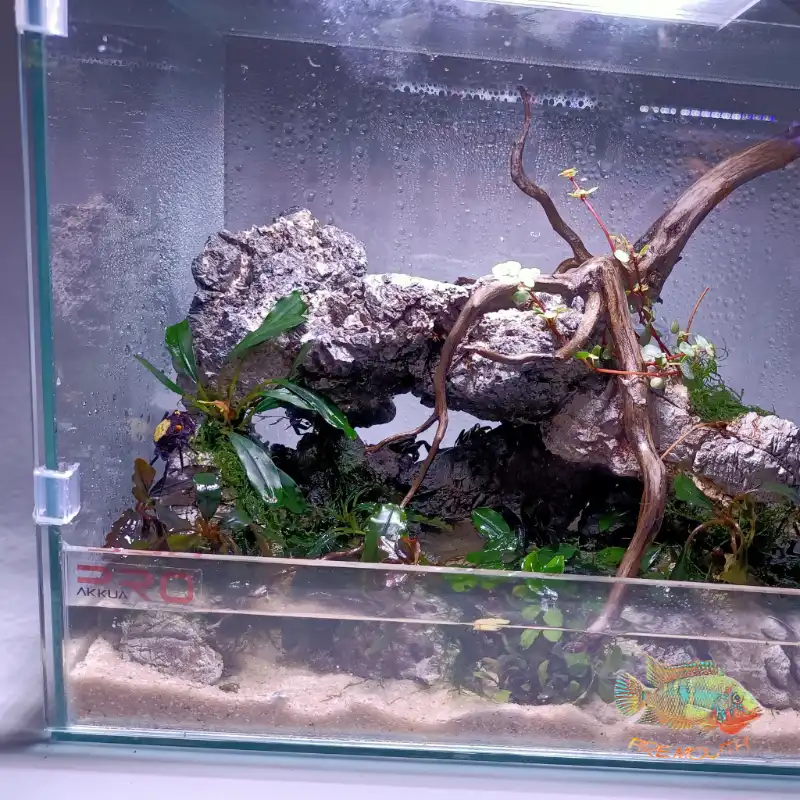 cosmeticosveganosmascotas-447809