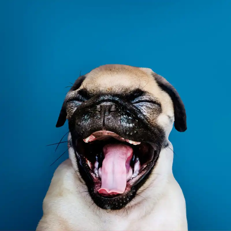 cosmeticosveganosmascotas-449447