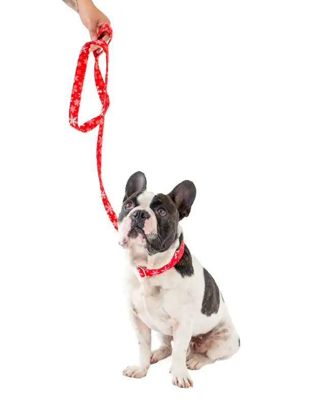 cosmeticosveganosmascotas-455166