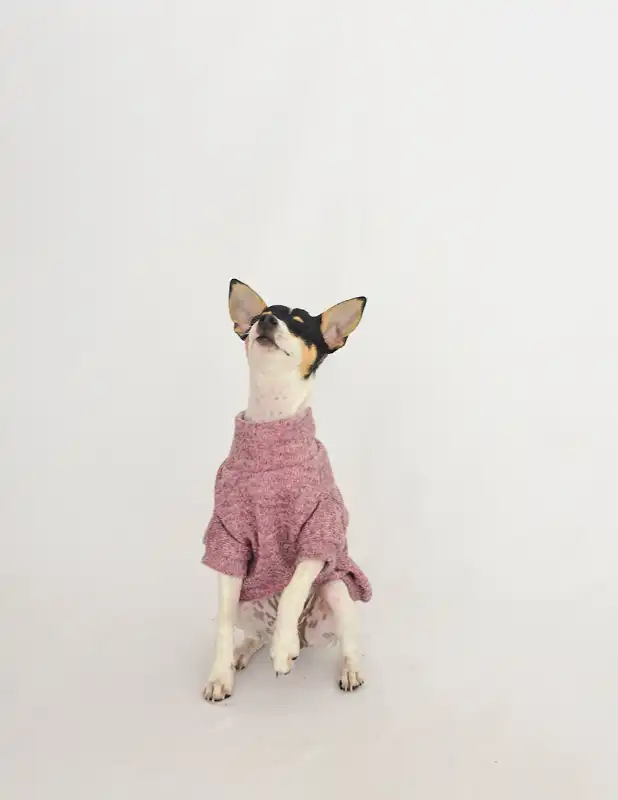 cosmeticosveganosmascotas-456300
