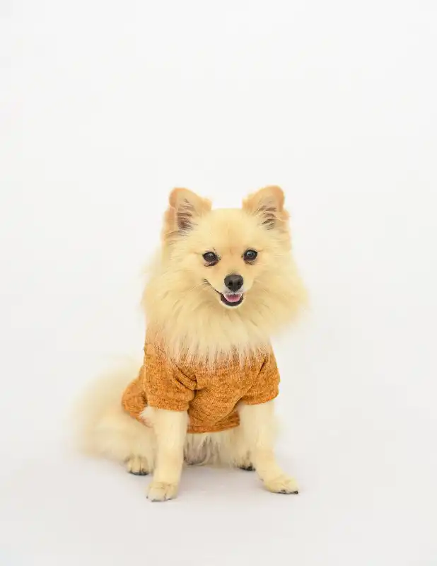 cosmeticosveganosmascotas-456315