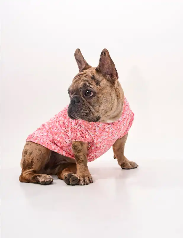 cosmeticosveganosmascotas-456318