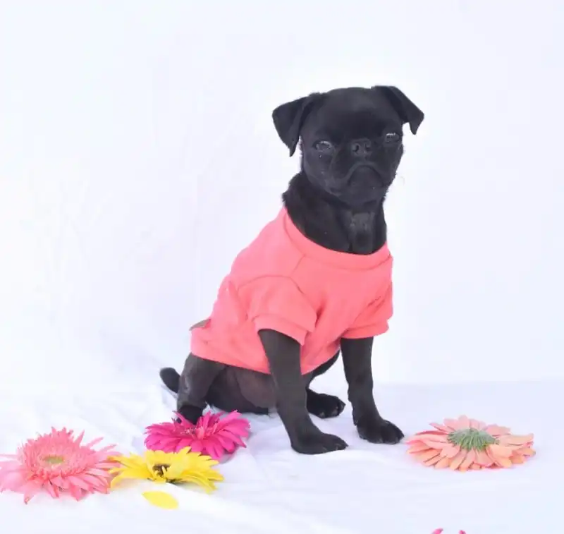 cosmeticosveganosmascotas-456616