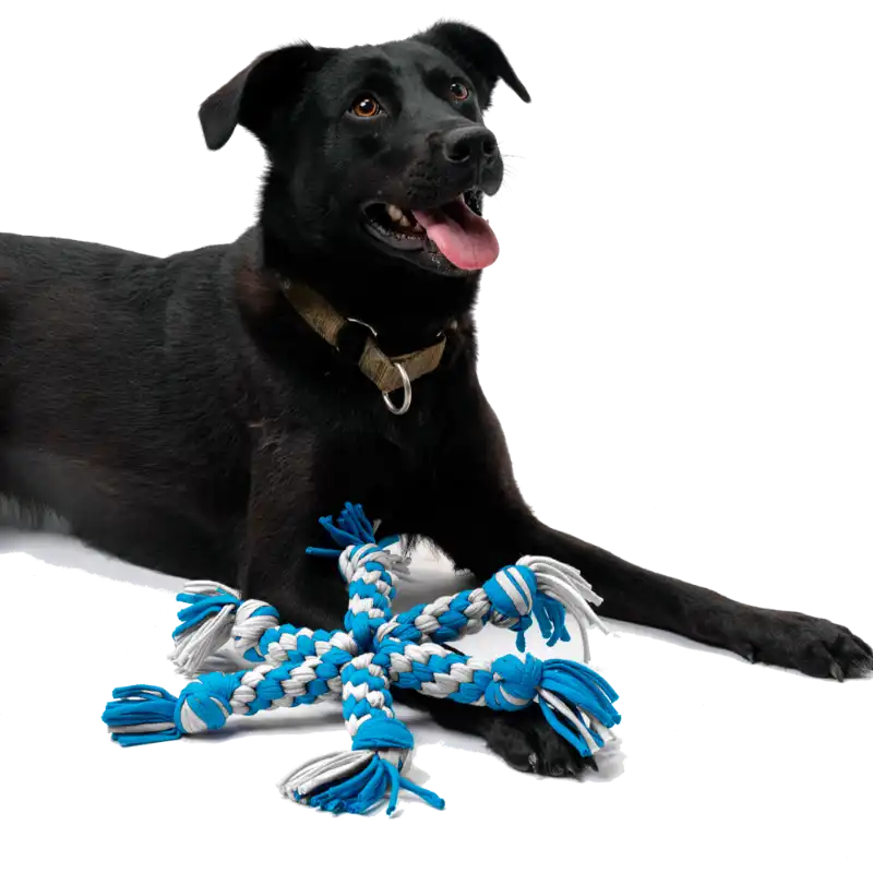 cosmeticosveganosmascotas-459929