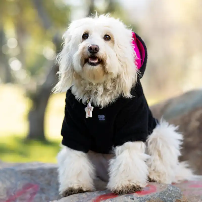 cosmeticosveganosmascotas-480046