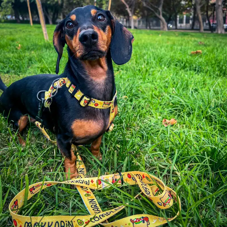 cosmeticosveganosmascotas-480128
