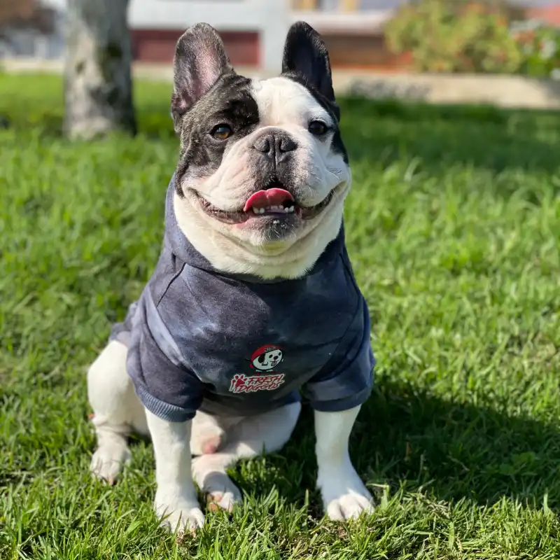 cosmeticosveganosmascotas-480153