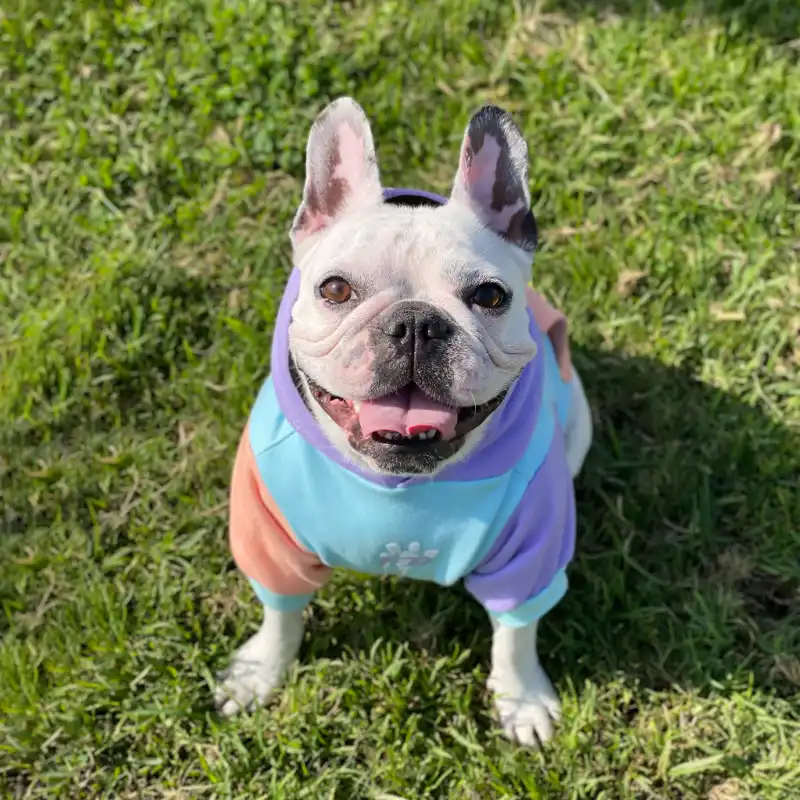 cosmeticosveganosmascotas-480154