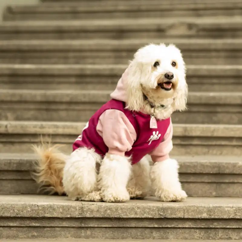 cosmeticosveganosmascotas-480166