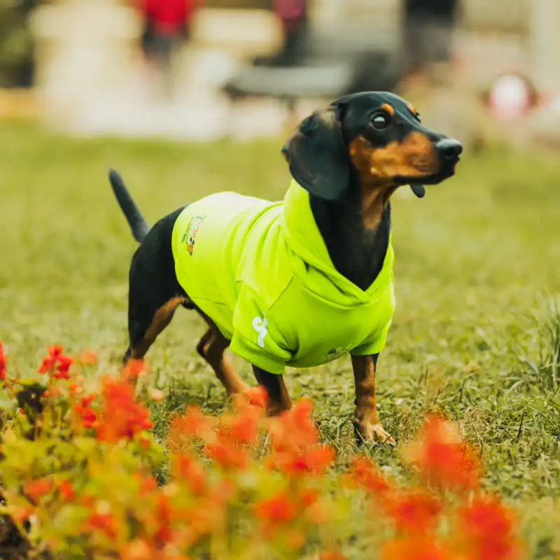 cosmeticosveganosmascotas-480185