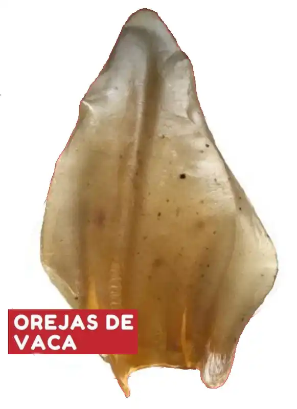 cosmeticosveganosmascotas-491300