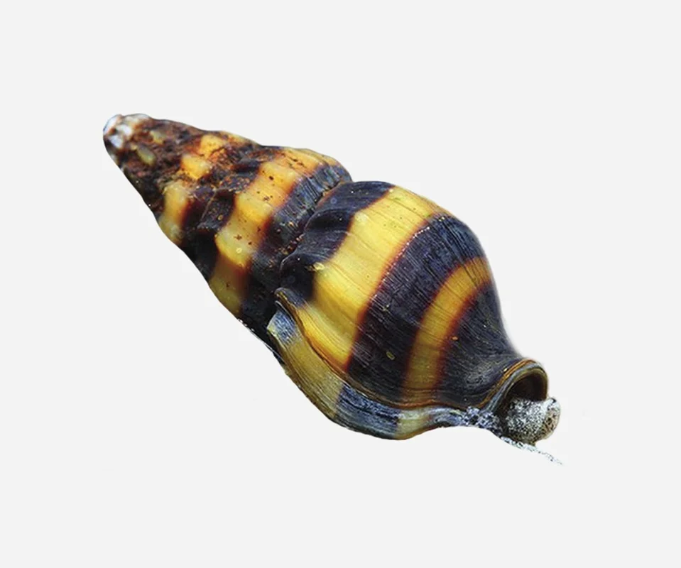 lanuevagranja-494745