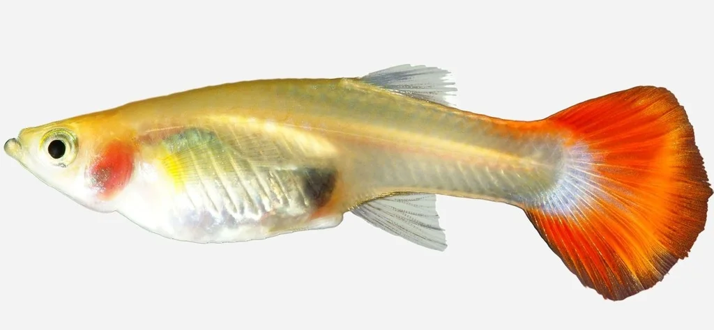 lanuevagranja-496091