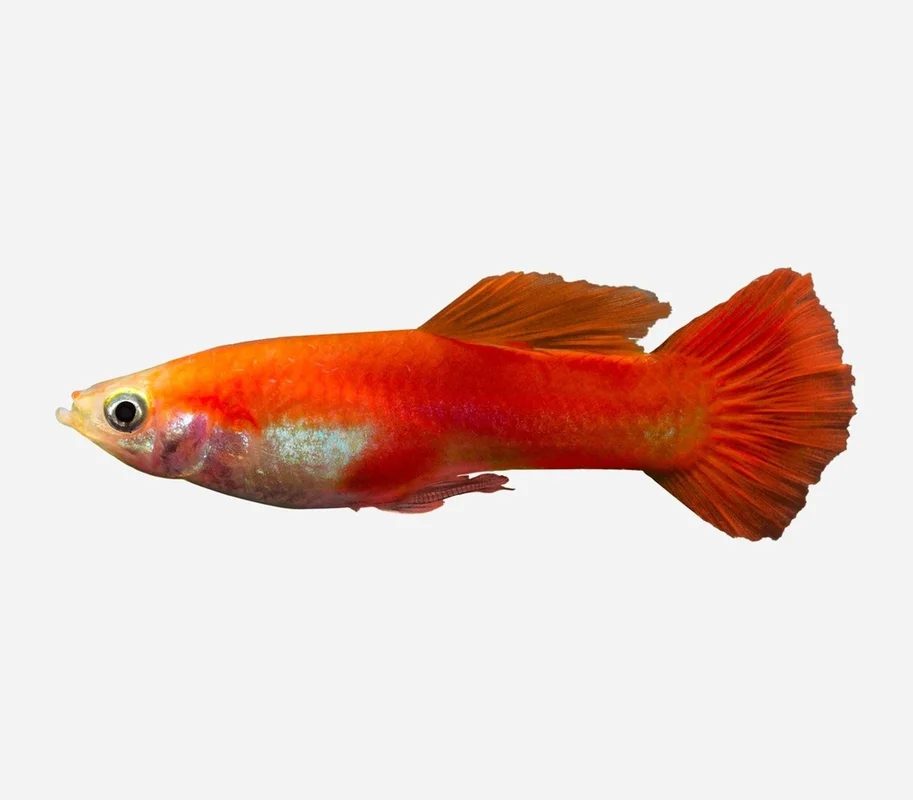 lanuevagranja-496116
