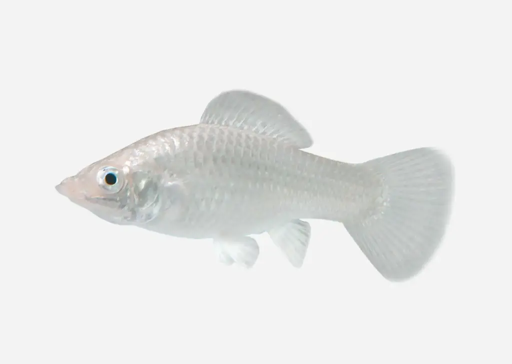 lanuevagranja-496889