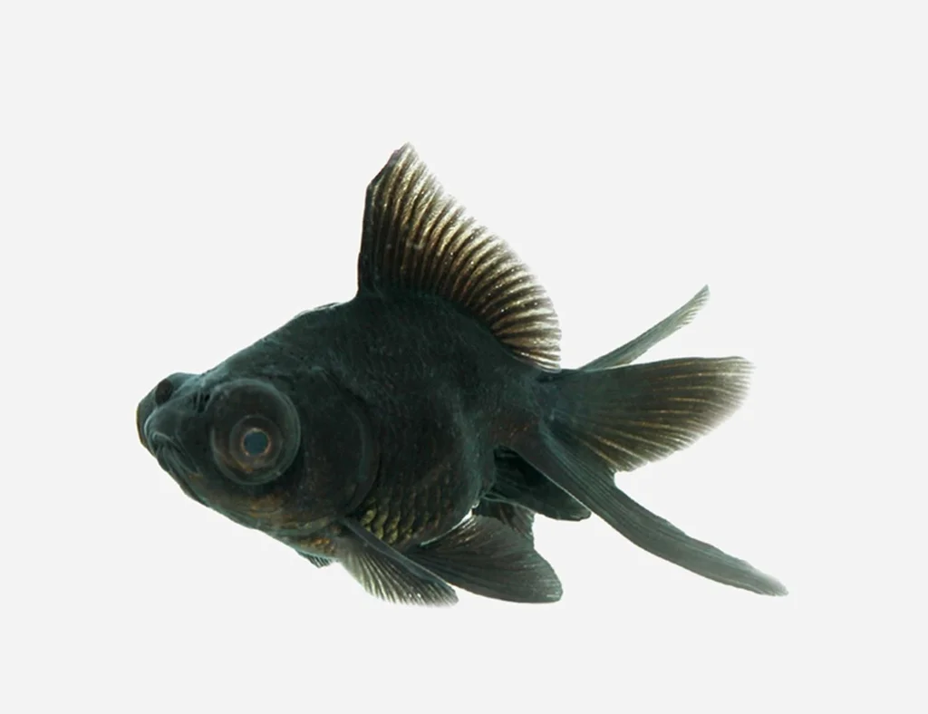 lanuevagranja-498316