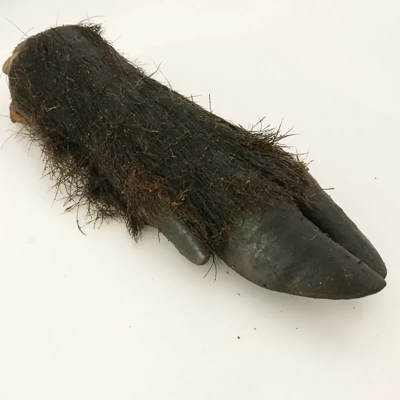 naturpetmascotas-480495