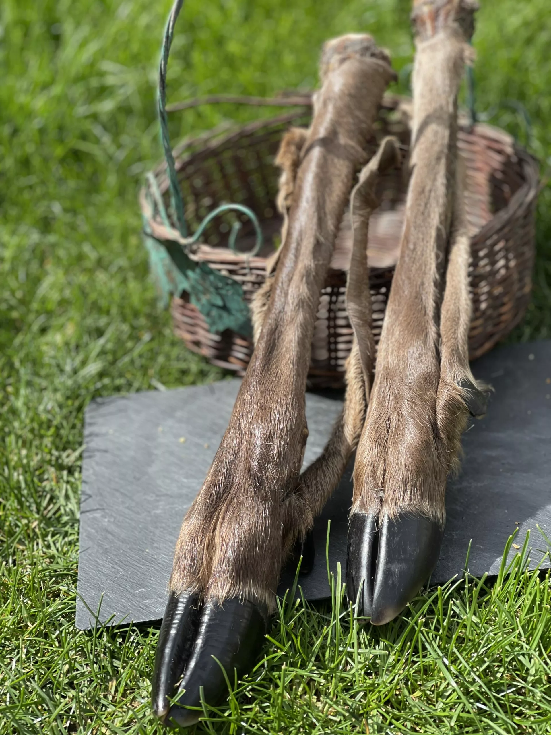 naturpetmascotas-480664