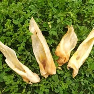 naturpetmascotas-483391