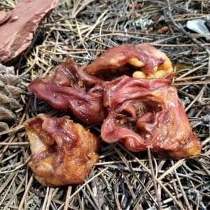naturpetmascotas-483429