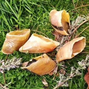 naturpetmascotas-483431
